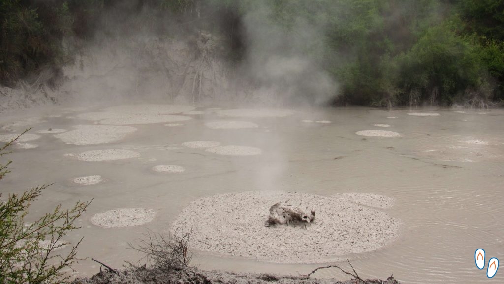 Mud pools, Te Puia, Rotorua, NZ