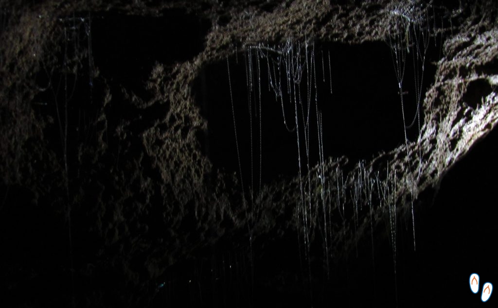 Waitomo Glowworm Caves, Nova Zelândia