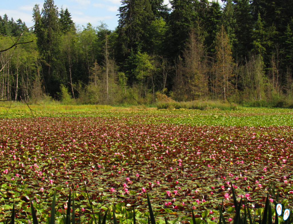 Beaver Lake, no Stanley Park, Vancouver