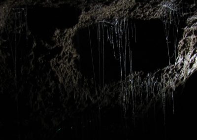 waitomo-glowworm-caves