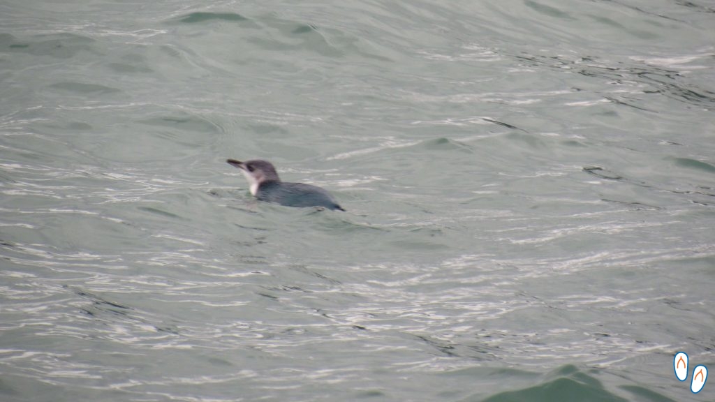 Pinguim em Akaroa, NZ