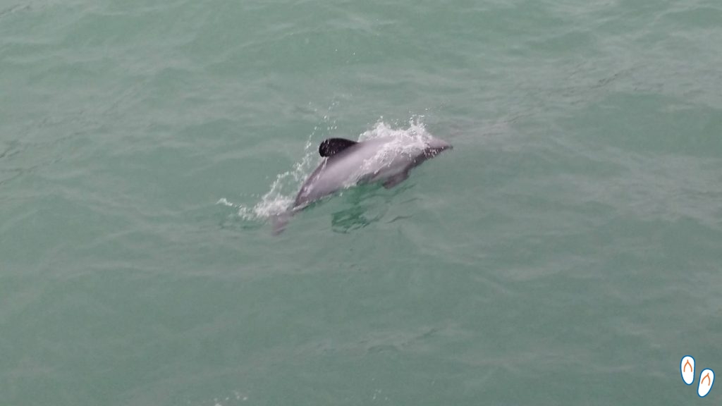 Hector's Dolphin, Akaroa, Banks Peninsula, NZ