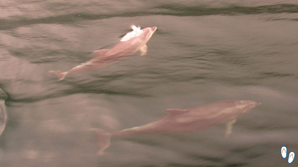 Bottlenose dolphins in Milford Sound
