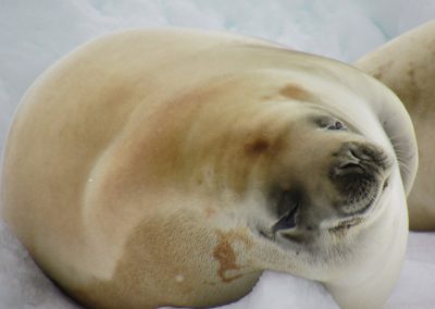 antarctica-crabeater-seal-peterman-island