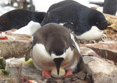 antartida-pinguin-chocando-ovo-peterman-island