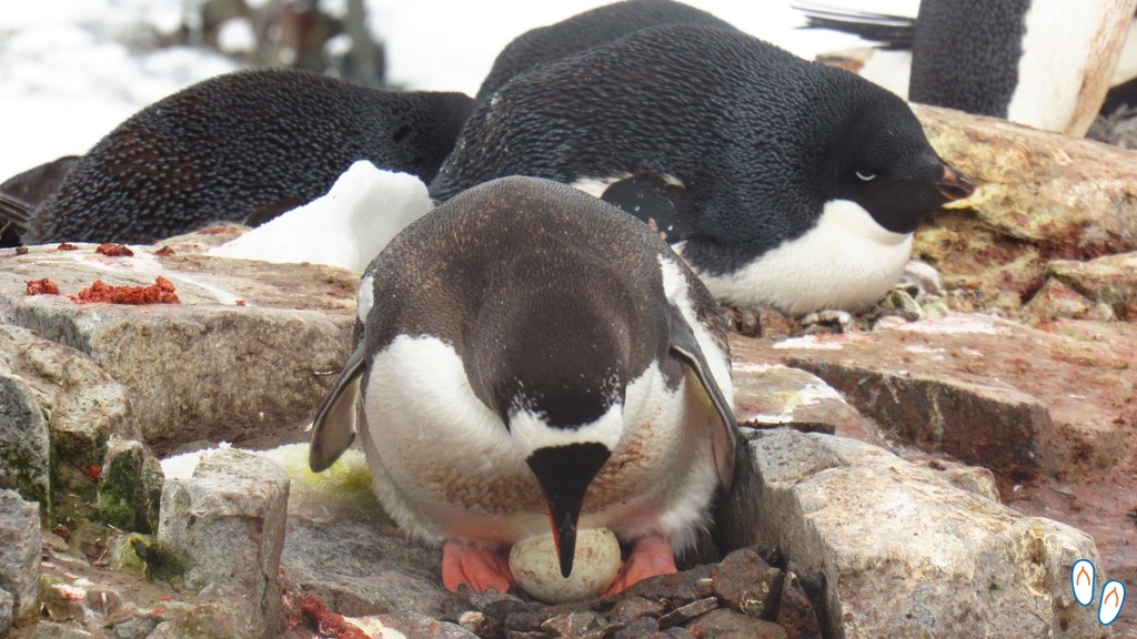 Pinguim chocando ovo