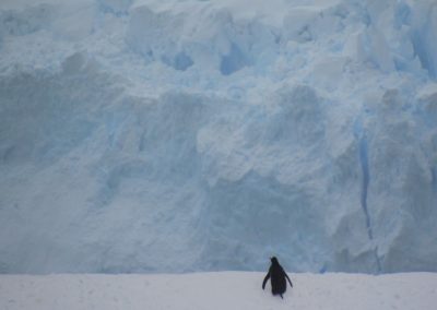 antartida-pinguins-peterman-island