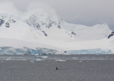 baleia-na-antartida-paradise-harbour