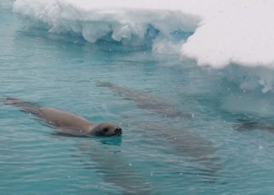 crabeater-seals-pleneau-bay-antarctica
