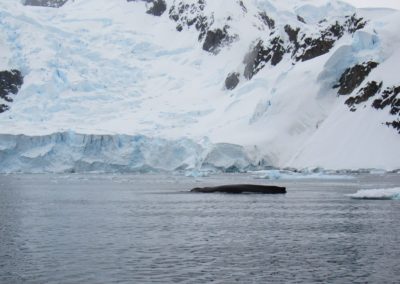 humpback-whale-antartida-paradise-harbour