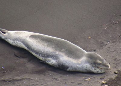 leopard-seal-antactica