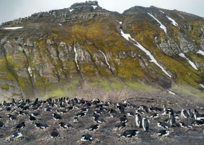 ninhos-de-pinguins-antartida-baileys-head