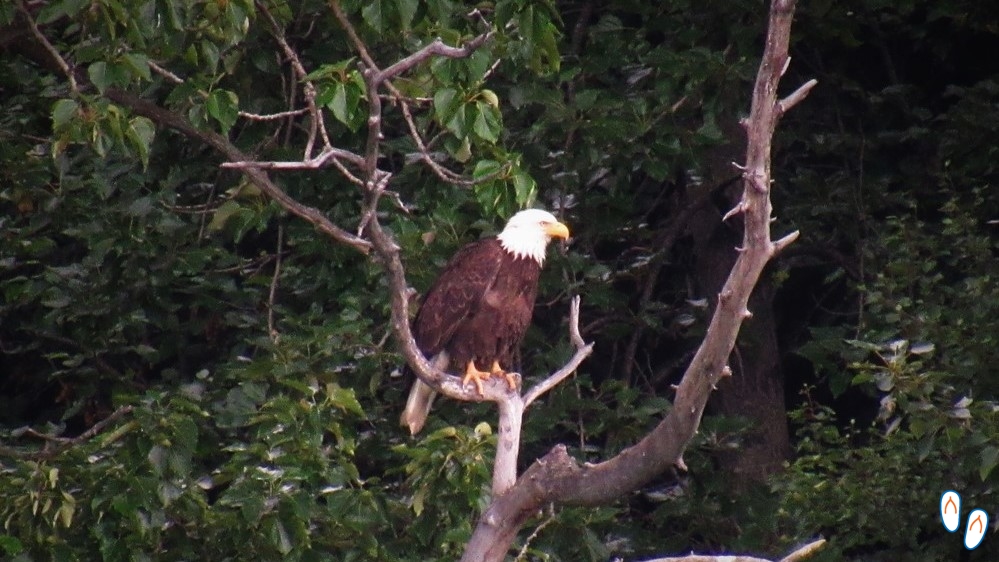 Bald Eagle, Anchorage, Alaska