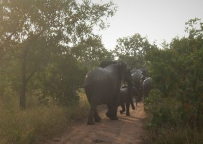 elefantes-big-5-kruger-national-park