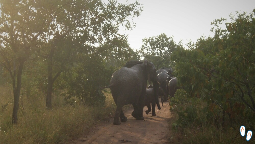 Elefantes na África do Sul
