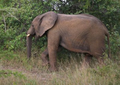 elephant-safari-kapama