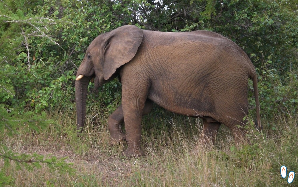 Elefante em safári no Kapama, na África do Sul
