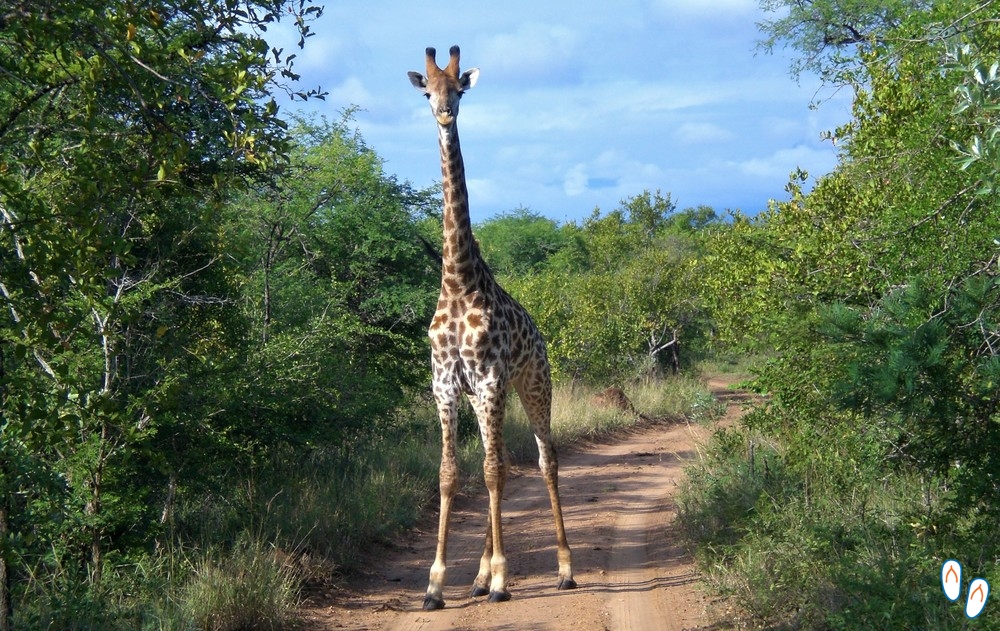 Girafa - Safári na África do Sul