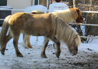 icelandic-horse