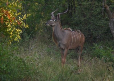 kudu-africa