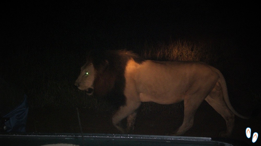 Leão avistado no safári noturno na África do Sul