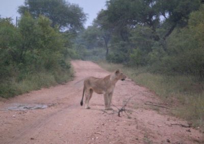 leoa-safari-africa-do-sul