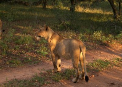 leoas-caçando-africa-do-sul