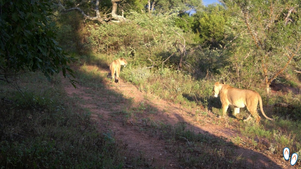 Leoas caçando - Safári na África do Sul