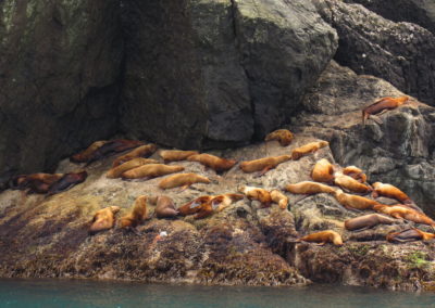 leoes-marinhos-kenai-fjords