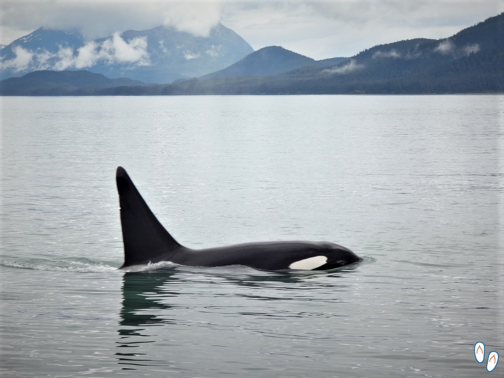 Orca no Tracy Arm Fjord, Juneau, Alasca