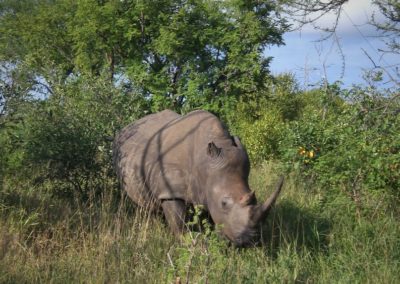 rinoceronte-africa-safari