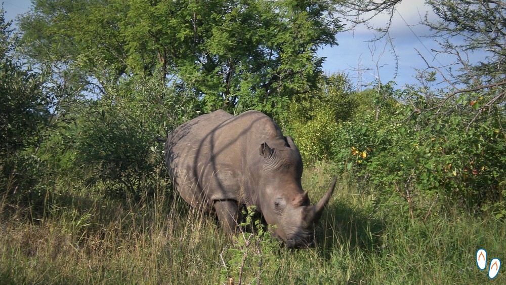 Rinoceronte - Safári na África do Sul